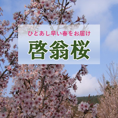 今年も啓翁桜の受注が始まりました