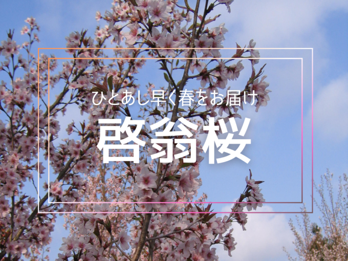 今年も啓翁桜の受注が始まりました